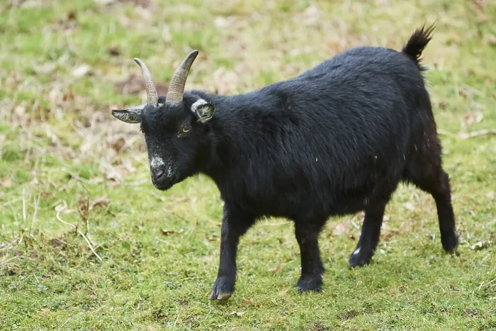Framed Print : Goat (Capra hircus) on a meadow