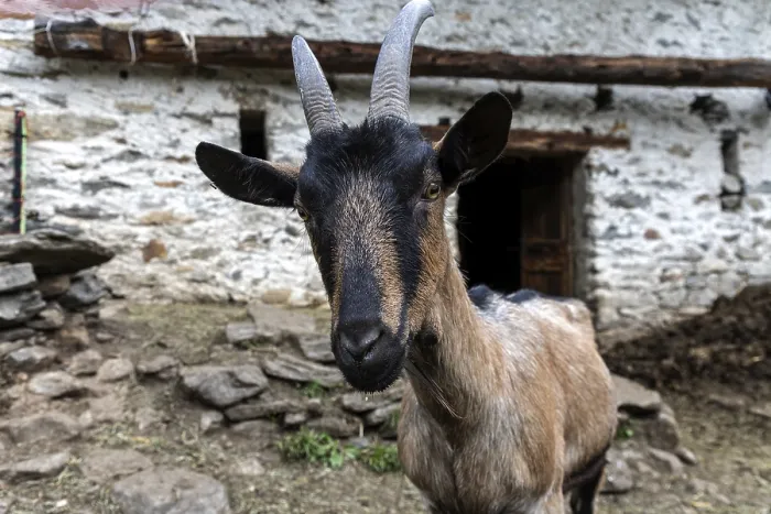 Framed Print : Goat (Capra), village of Sonogno Framed Print : Goat (Capra), village of Sonogno