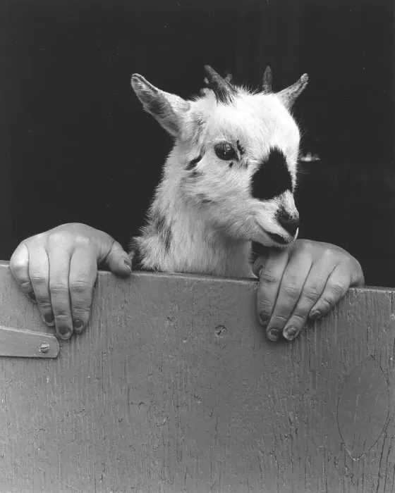 Framed Print : Goat with human hands, England, Great Britain