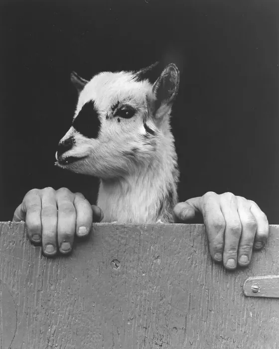 Framed Print : Goat with human hands, England, Great Britain
