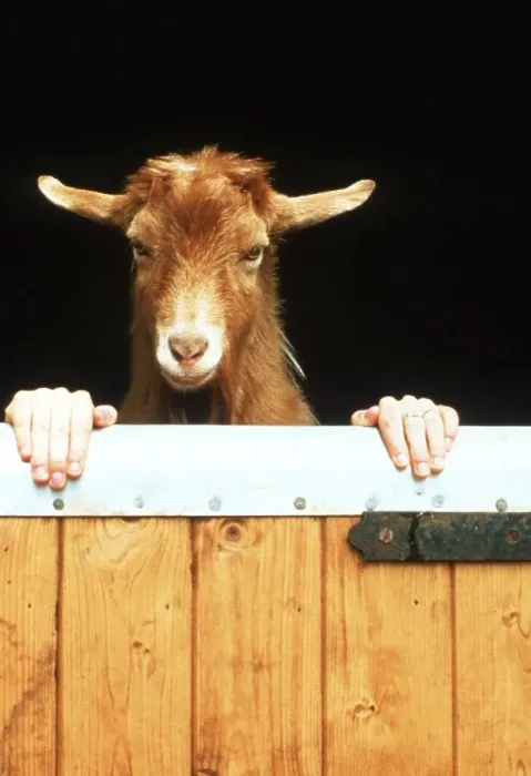 Framed Print : Goat with human hands, England, Great Britain Framed Print : Goat with human hands, England, Great Britain
