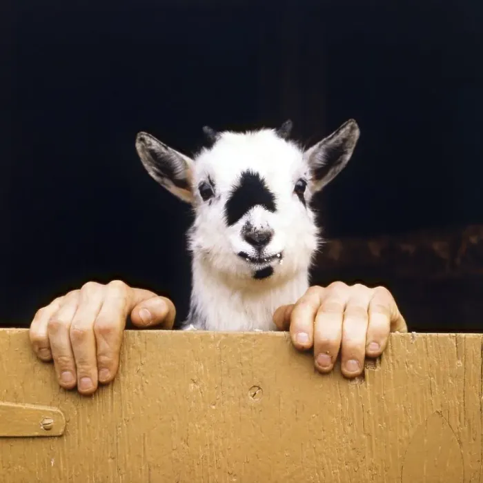 Framed Print : Goat with human hands, England, Great Britain