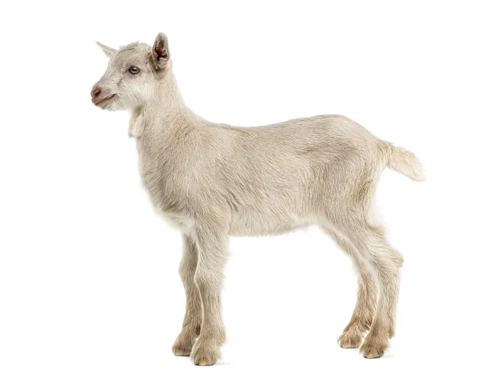 Framed Print : Goat kid (8 weeks old) isolated on white Framed Print : Goat kid (8 weeks old) isolated on white