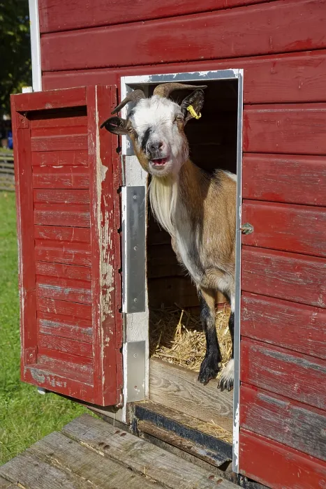 Framed Print : A goat looks curiously out of its stall Framed Print : A goat looks curiously out of its stall