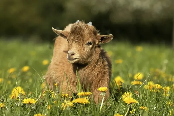 Framed Print : GOAT OR pygmy goat (capra hircus) Framed Print : GOAT OR pygmy goat (capra hircus)