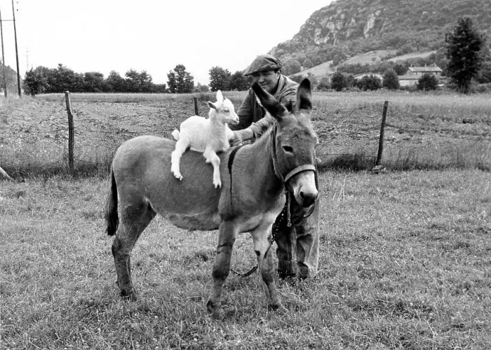 Framed Print : Goat rides on a donkey, between 50s and 60s Framed Print : Goat rides on a donkey, between 50s and 60s