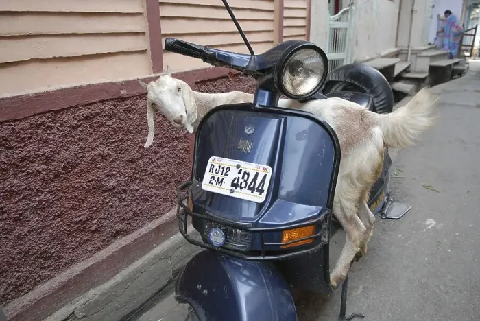 Framed Print : Goat on a scooter, Dungarpur, Rajasthan