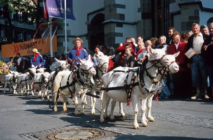 Framed Print : Goat team during parade at the Cannstatt Folk Festival Framed Print : Goat team during parade at the Cannstatt Folk Festival