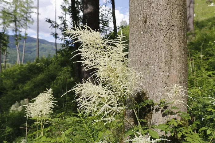 Framed Print : Goat's Beard or Bride's Feather (Aruncus dioicus)