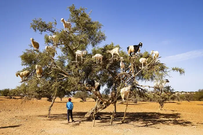Framed Print : Goats (Capra aegagrus hircus) in an argan tree (Argania spinosa) Framed Print : Goats (Capra aegagrus hircus) in an argan tree (Argania spinosa)