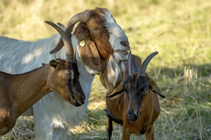 Framed Print : Goats (Capra), Boer goats, goats courting buck with long beard Framed Print : Goats (Capra), Boer goats, goats courting buck with long beard