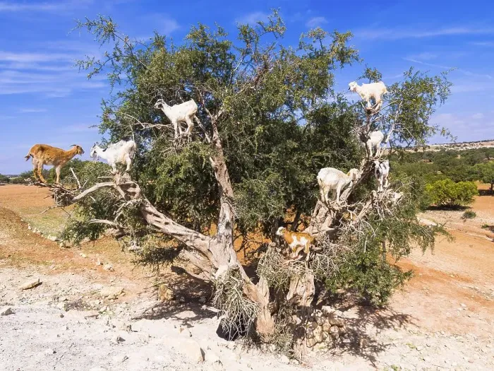 Framed Print : Goats (Capra) feeding on Argan fruits or Argan nuts on an Argan tree (Argania spinosa) Framed Print : Goats (Capra) feeding on Argan fruits or Argan nuts on an Argan tree (Argania spinosa)