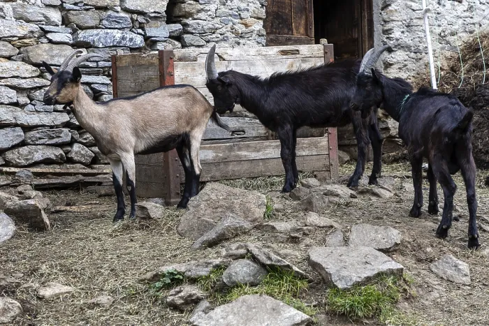 Framed Print : Goats (Capra) in front of a goat pen
