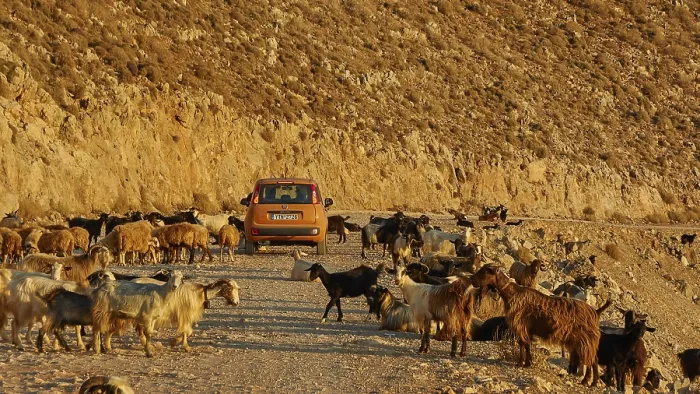 Framed Print : Goats (Caprae), red small car in herd of goats Framed Print : Goats (Caprae), red small car in herd of goats