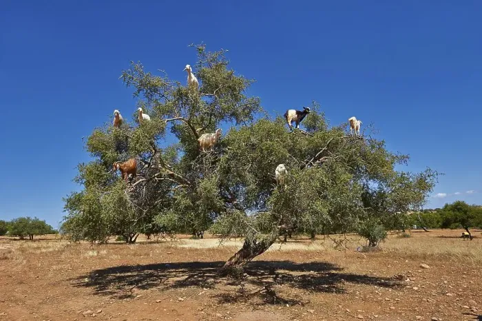 Framed Print : Goats feeding on argan nuts in an argan tree Framed Print : Goats feeding on argan nuts in an argan tree