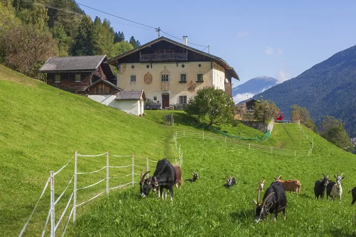 Framed Print : Goats graze on pasture in front of a farm