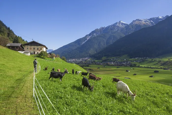 Framed Print : Goats graze on pasture in front of a farm with mountains