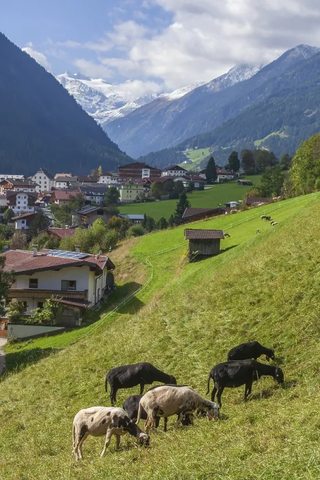 Framed Print : Goats graze on pasture, in the back mountains of the Stubai Glacier