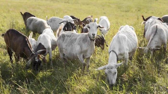 Framed Print : Goats on land with grass