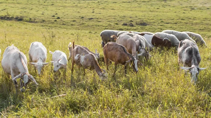 Framed Print : Goats land with grass eating