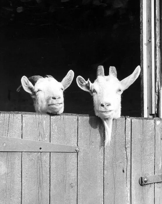 Framed Print : Two goats look out of the stable, ca Framed Print : Two goats look out of the stable, ca