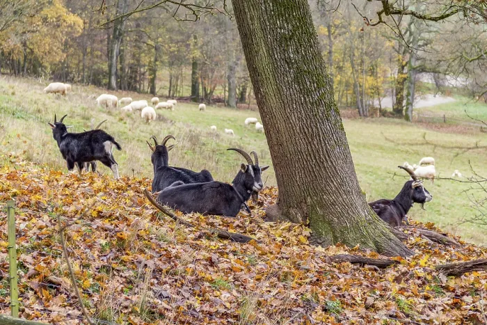 Framed Print : Some goats resting around a tree in autumn ambiance
