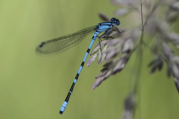 Framed Print : Goblet damselfly (Enalagma cyathigerum)
