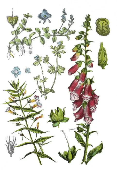 Framed Print : God's grace herb, Gratiola officinalis (bottom left) Framed Print : God's grace herb, Gratiola officinalis (bottom left)
