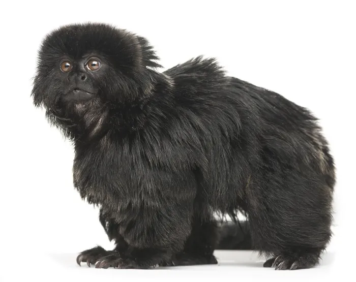 Framed Print : Goeldi's marmoset, Callimico goeldii Framed Print : Goeldi's marmoset, Callimico goeldii