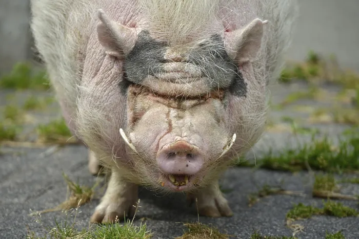Framed Print : Goettingen mini pig