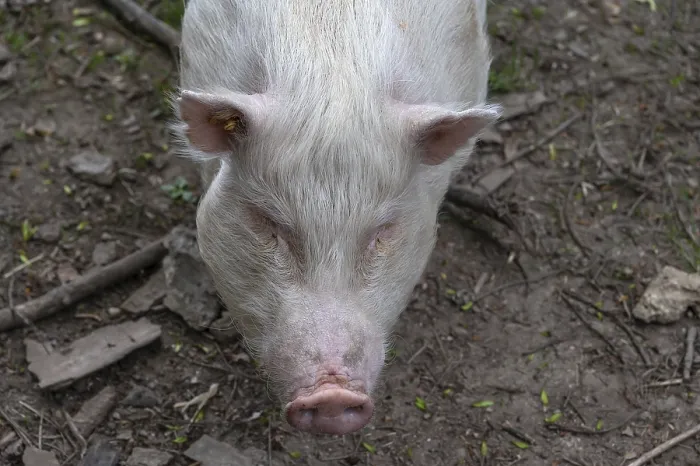 Framed Print : Goettingen minipig (Sus scrofa domesticus)
