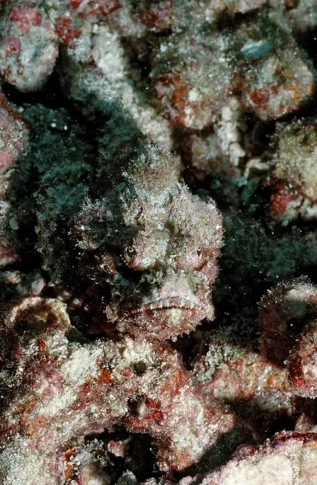 Framed Print : Goggle-eyed scorpionfish, Scorpaenopsis macrochir