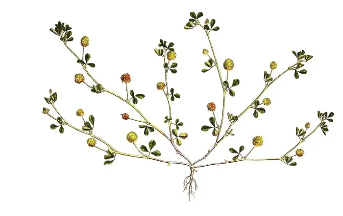 Framed Print : Gold clover (Trifolium) aureum