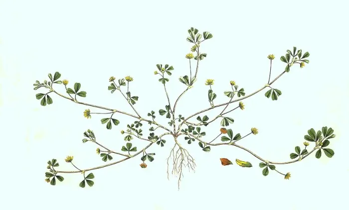 Framed Print : Gold clover (Trifolium) aureum Framed Print : Gold clover (Trifolium) aureum