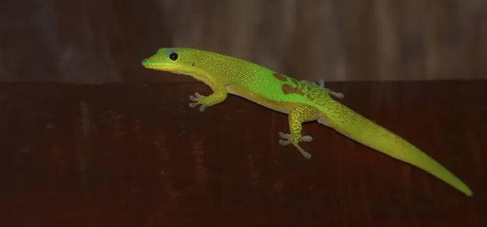Framed Print : Gold Dust Day Gecko (Phelsuma laticauda) Framed Print : Gold Dust Day Gecko (Phelsuma laticauda)