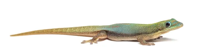 Framed Print : Gold dust day gecko, Phelsuma laticauda