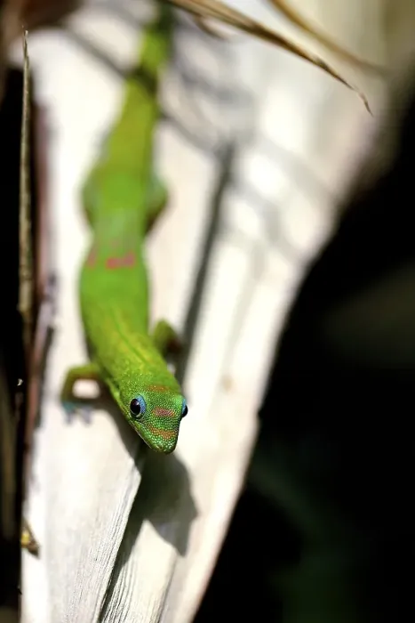 Framed Print : Gold dust day gecko (phelsuma laticauda laticauda) on bush Framed Print : Gold dust day gecko (phelsuma laticauda laticauda) on bush