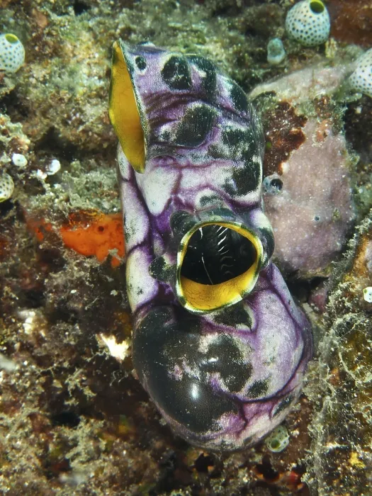 Framed Print : Gold sea squirt (Polycarpa aurata) in purple and yellow on the rough seabed