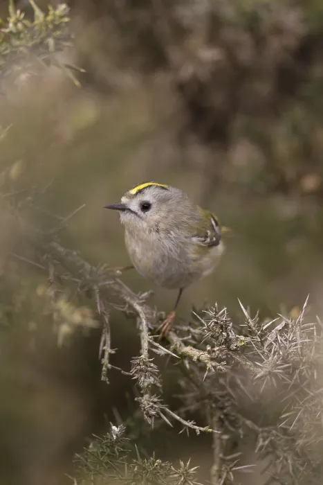 Framed Print : Goldcrest (Regulus regulus) adult bird on a Gorse bush
