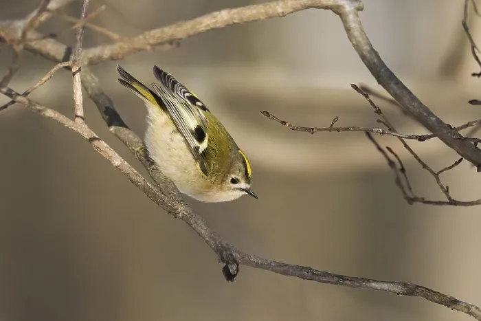 Framed Print : A goldcrest (Regulus regulus) balancing on a branch in a winter woodland