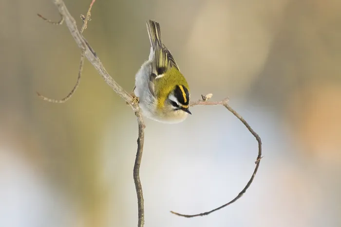 Framed Print : A goldcrest (Regulus regulus) on a bare branch with a blurred