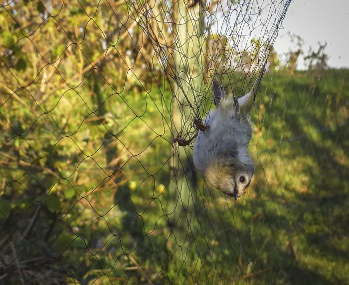Framed Print : Goldcrest, Regulus regulus, bird trapped in net before ringing Framed Print : Goldcrest, Regulus regulus, bird trapped in net before ringing