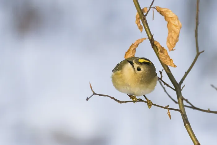 Framed Print : A goldcrest (Regulus regulus) on a thin branch with dry leaves in the background
