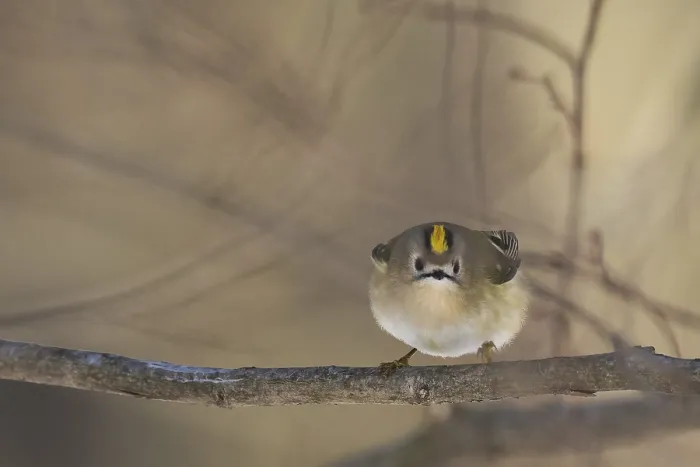 Framed Print : A goldcrest (Regulus regulus) on a branch looks attentively into the camera in a quiet forest environment
