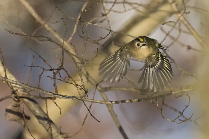 Framed Print : A goldcrest (Regulus regulus) flies among branches in a wintry forest landscape Framed Print : A goldcrest (Regulus regulus) flies among branches in a wintry forest landscape