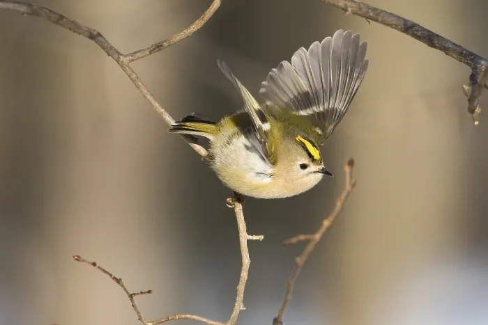 Framed Print : A goldcrest (Regulus regulus) flies with outstretched wings from a branch in a quiet winter landscape Framed Print : A goldcrest (Regulus regulus) flies with outstretched wings from a branch in a quiet winter landscape
