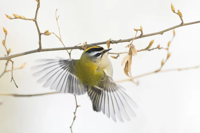Framed Print : A goldcrest (Regulus regulus) in flight on a thin branch