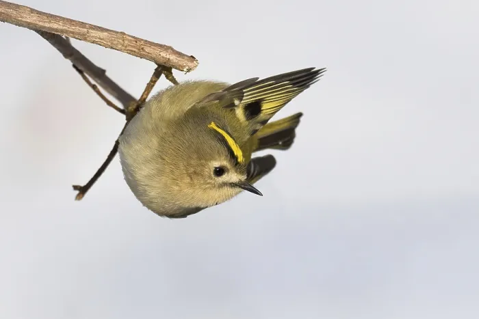Framed Print : A goldcrest (Regulus regulus) hanging upside down on a branch against a light-coloured background