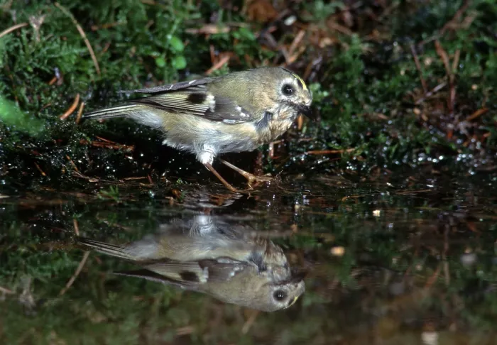 Framed Print : Goldcrest (Regulus regulus), Hessen, Germany Framed Print : Goldcrest (Regulus regulus), Hessen, Germany