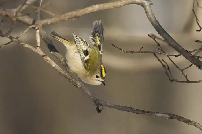 Framed Print : A goldcrest (Regulus regulus) jumping from a branch in a wintry landscape Framed Print : A goldcrest (Regulus regulus) jumping from a branch in a wintry landscape